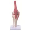 Knee Joint