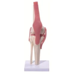 Knee Joint