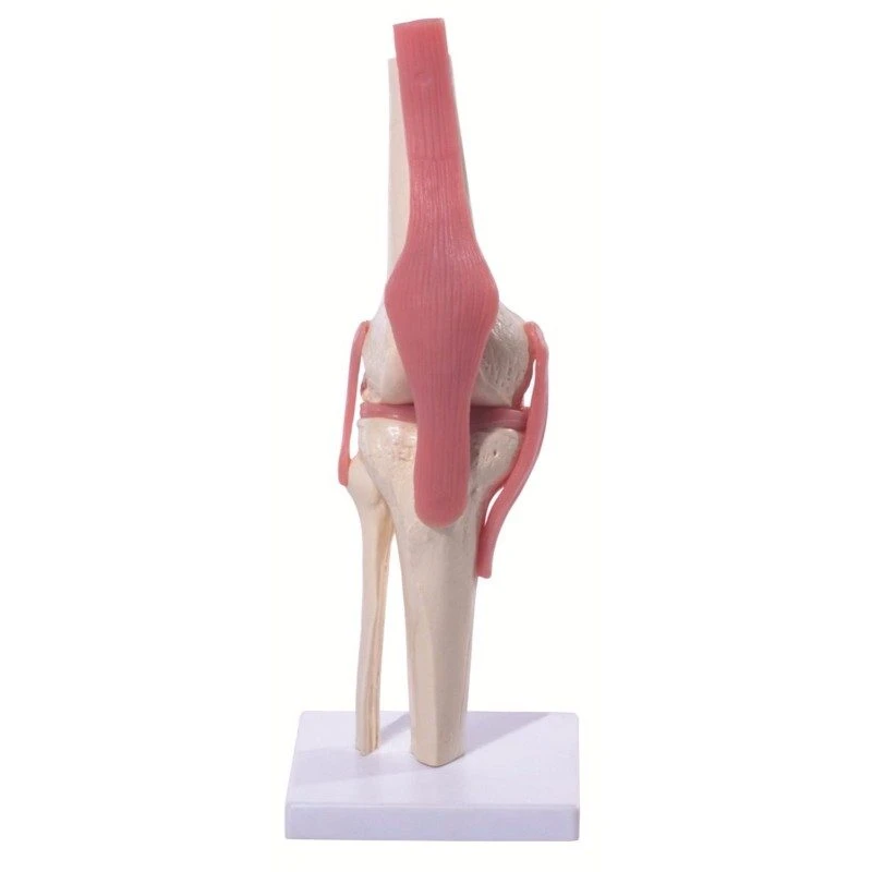 Knee Joint 1 Knee Joint