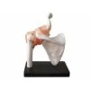 Shoulder Joint With Ligaments