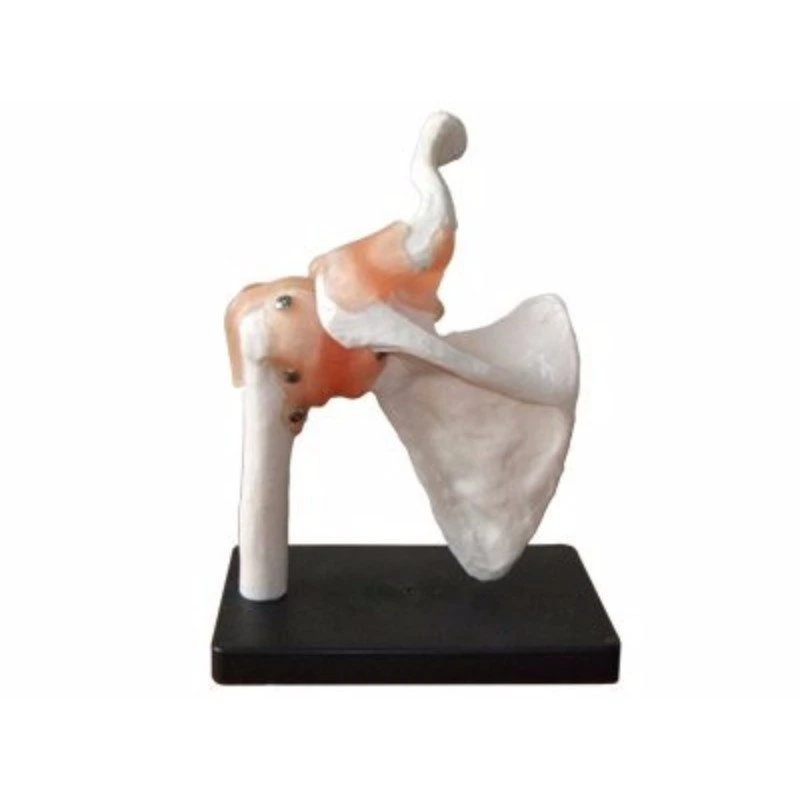 Shoulder Joint With Ligaments 1 Shoulder Joint With Ligaments