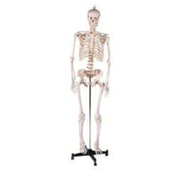 Skeleton