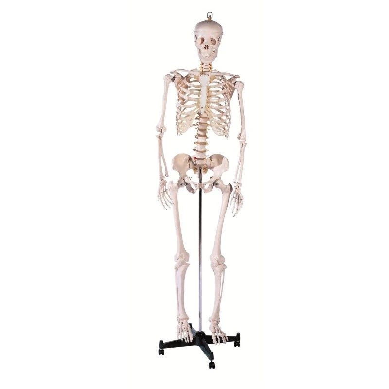Skeleton 1 Skeleton