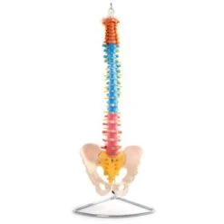 Spine With Femur Heads 6 Spine With Femur Heads -Sports Therapy Store SPI001E3