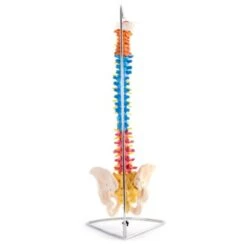 Spine With Femur Heads 7 Spine With Femur Heads -Sports Therapy Store SPI001E4